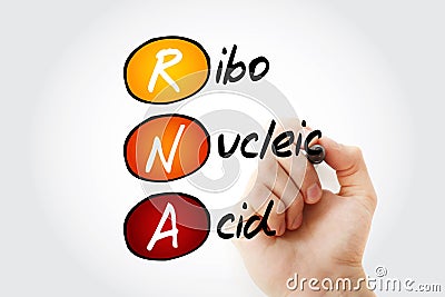 RNA - Ribonucleic acid, acronym Stock Photo