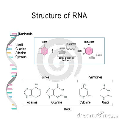 RNA structure. Adenine, Cytosine, uracil, Guanine, Ribose, Nucleotide, Pyrimidine, Purine, and Sugar phosphate backbone Vector Illustration