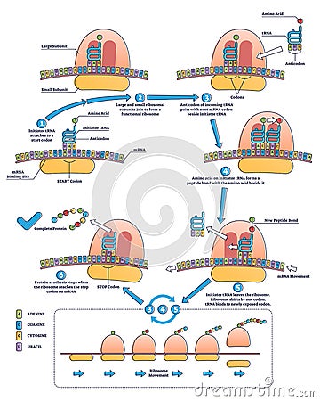 RNA translation as process of transcription of DNA to RNA outline diagram Vector Illustration