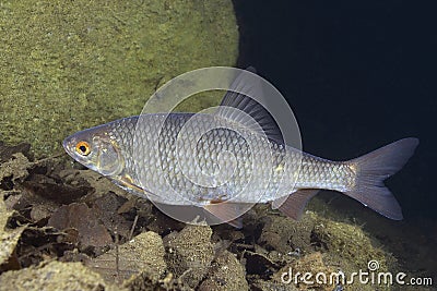 Roach fish Rutilus rutilus Stock Photo