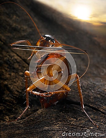 Roach Violinist Stock Photo