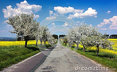 road, alley of apple tree, field of rapeseed Stock Photo