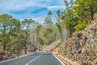 Road along the canarian pines in the Corona Forestal Nature Park, Tenerife, Canary Islands Stock Photo