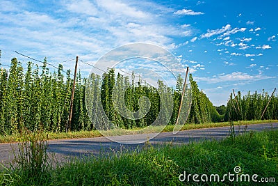 Road along hop field in Zatec hops area. Stock Photo