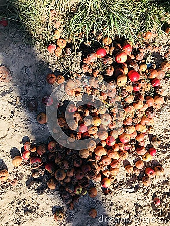 Road apples sit in the autumn sun Stock Photo