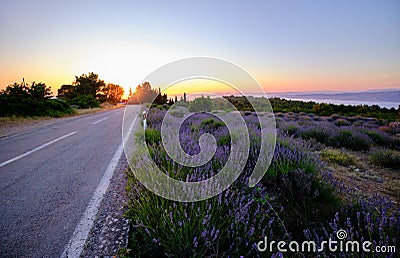 Road around a blooming lavender field on Hvar island Stock Photo