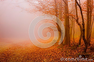 road through the autumn forest Stock Photo