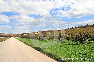 Road in the autumn vineyards Stock Photo