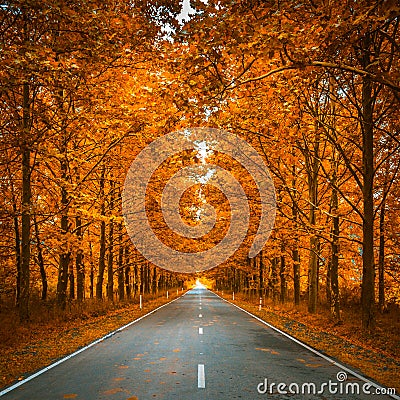Road in autumn woods Stock Photo
