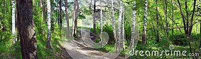 Road through birch forest -- summer landscape, panorama Stock Photo