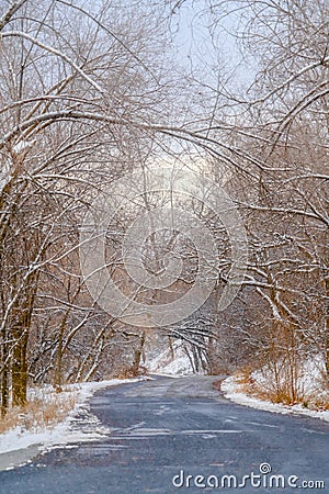 Road with canopy of snowy trees in Salt lake City Stock Photo