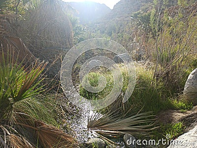 Road canyon Guadalupe baja California hiking spring vacation mountain palms river Stock Photo