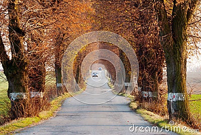 Road with car and beautiful old alley of lime tree Stock Photo