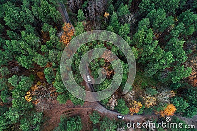 Road with a car in green autumn pine-trees forest Stock Photo