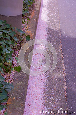 Road cherry blossoms fall dance Stock Photo