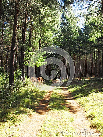 Road in Commercial Forest, Hogsback Stock Photo