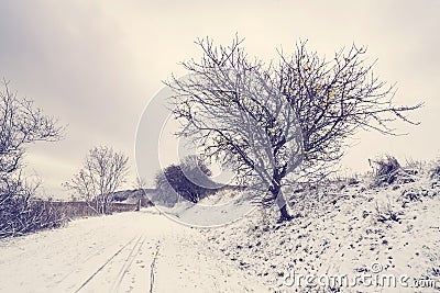 Road covered with snow with an appletree Stock Photo