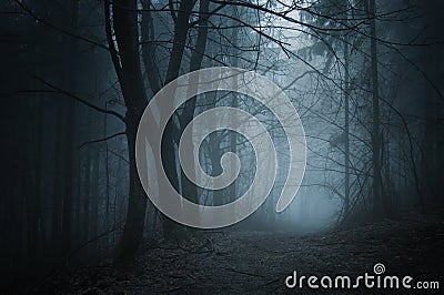 Road in dark forest with fog at night Stock Photo