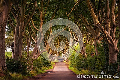 The Dark Hedges in Northern Ireland at sunset Stock Photo