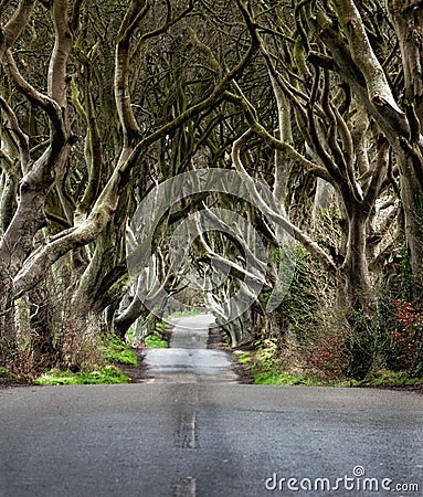 Road through the Dark Hedges a unique beech tree tunnel road n Ballymoney, Northern Ireland. Game of thrones location Stock Photo