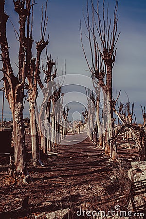 Road of dry trees in the city of Epecuen. Stock Photo