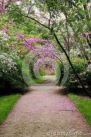 A road in El Capricho Garden in Madrid surrounded by violet Cercis siliquastrum plants Foreset Pansy and covered by petals. Stock Photo