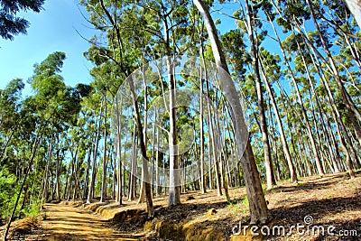 Road through eucalyptus forest Stock Photo