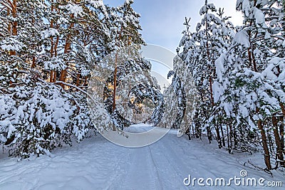 Road through the evening winter forest at sunset Stock Photo