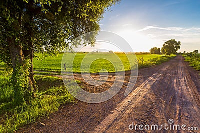 Road and Field Stock Photo