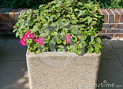 Road Flower Pot, Street Bed, Modern City Floristry, Urban Flowerbeds Design, City Flowers Landscaping Stock Photo