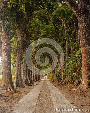 Road in the forest Stock Photo