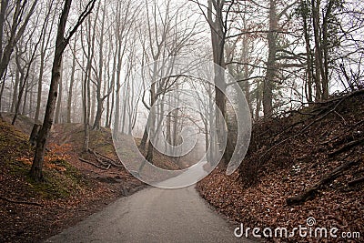 A road in a forest Stock Photo