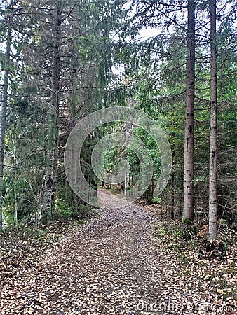 Road in the forest. Leaves on the road. Coniferous forest. Nature. Stock Photo