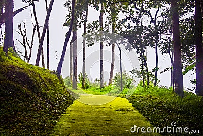 The road in the forest during the rainy season has high humidity to causing the moss to be full, trees and fog on the mountain Stock Photo