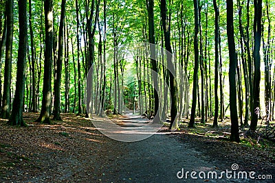 The road in a forest in sunshine Stock Photo