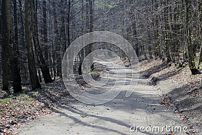 Road in forest Stock Photo