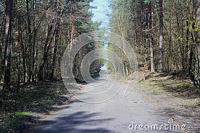 Road in forest Stock Photo