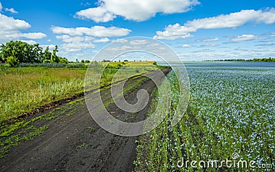 The road going through the fields of flowering flax Stock Photo