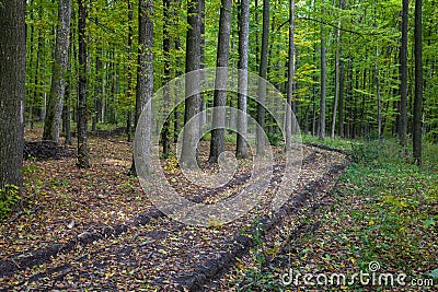 Road going through the forest Stock Photo