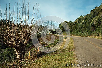 Road on hill with woods in Bento Goncalves Stock Photo
