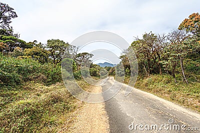 Road in Horton Plains National Park, Sri Lanka. Stock Photo