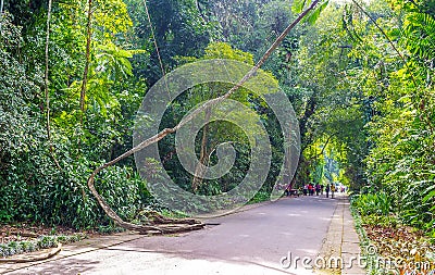 The road through the jungle Editorial Stock Photo