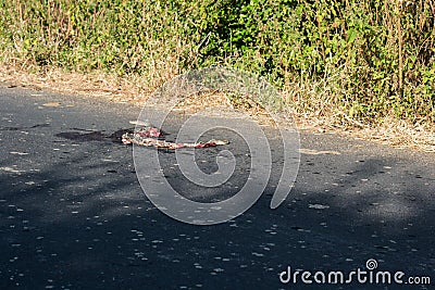 Road killed Snake Russels Viper Stock Photo