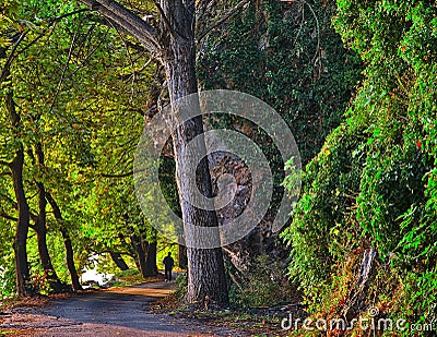 Road by the lake Orestiada, Kastoria Greece. Sunrise golden light, beautiful foliage of maple trees. Man walking by the lake Stock Photo