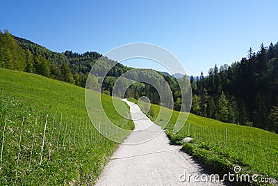 Road leading to the woodland Stock Photo