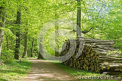 A road in a beech forest in spring with a pile of timber, Denmark Stock Photo
