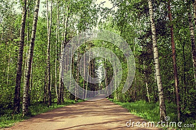 Road leaving into the distance in a vignette of a tree crown. Long way Stock Photo