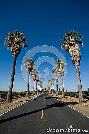 Road lined in Palm Trees Stock Photo