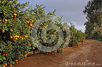 Road with many orange trees Stock Photo