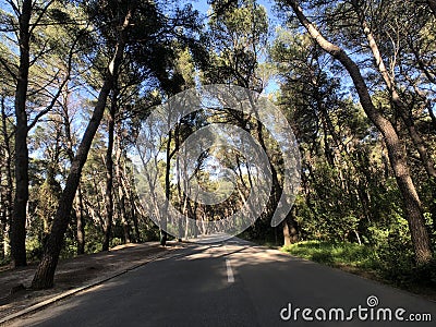 Road through Marjan Forest Park Stock Photo